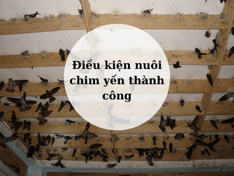 Nuôi chim yến trong nhà và điều kiện dẫn đến thành công